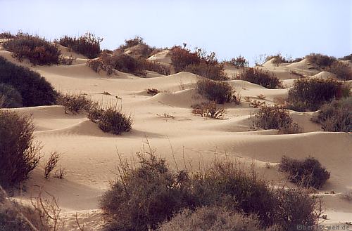 Dünen